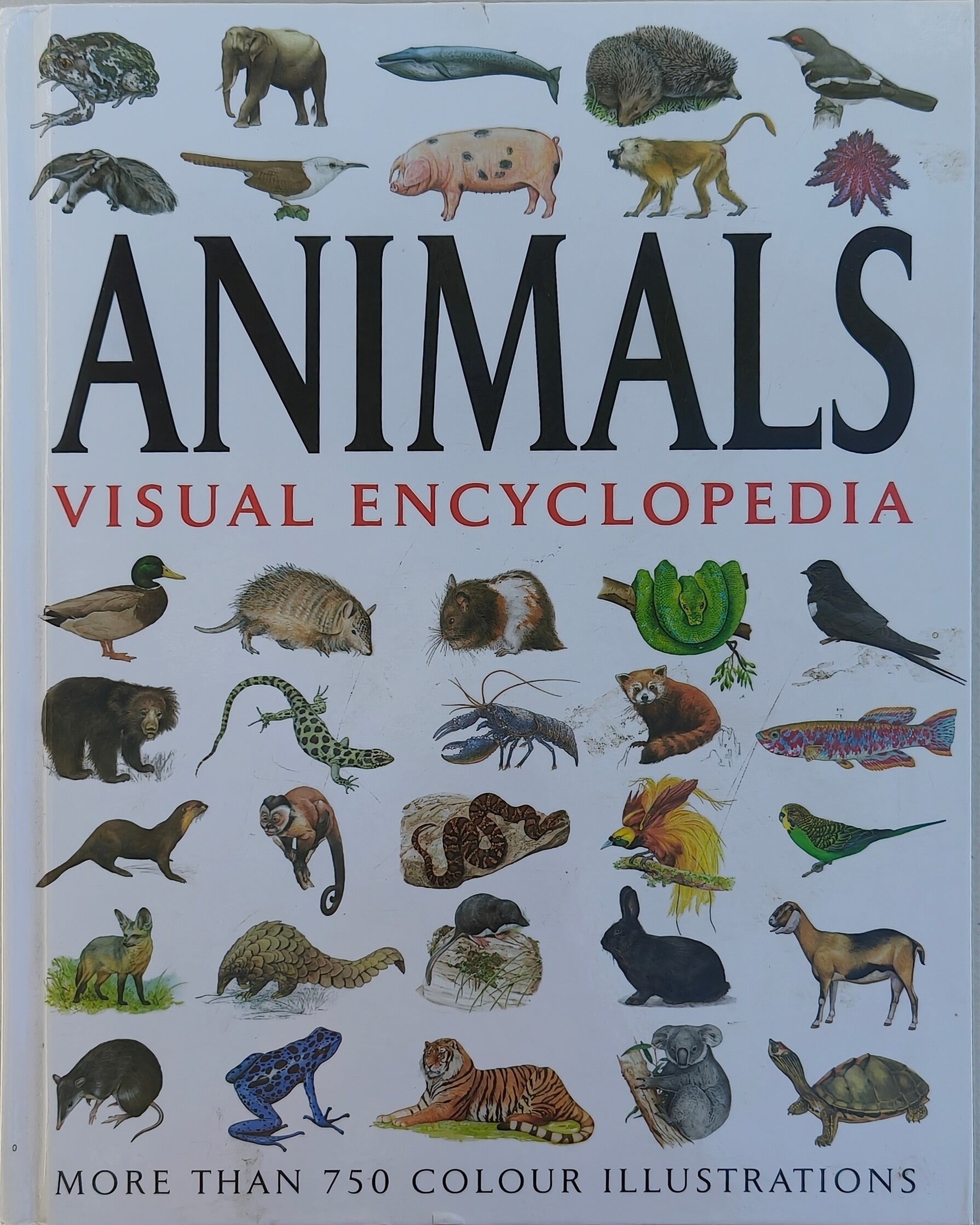 Animals