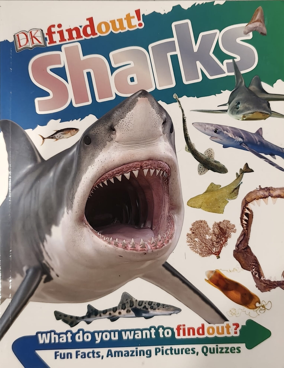 DK findout! Sharks